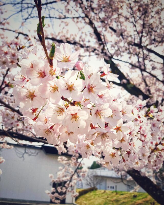 こんにちは、ムネカタテックです。

こちら、会社敷地内の桜です。
今年の桜も綺麗に咲きました🌸

#桜 #さくら #花見 #満開 #満開の桜 #ムネカタテック #ムネカタテック株式会社
